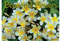 2027 Calendar Bartel Big Print Beautiful Flowers Horizontal Wall